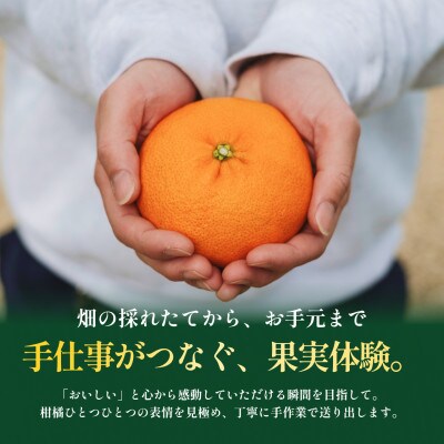 【見た目訳あり、味は本物】訳あり 甘平3kg 愛媛県産 EHIME KANPEI【99-16】