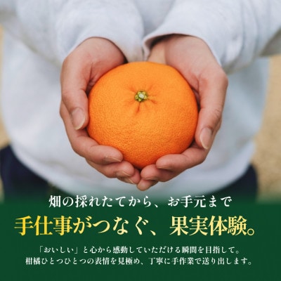 【見た目訳あり、味は本物】訳あり 甘平5kg 愛媛県産 EHIME KANPEI【99-15】
