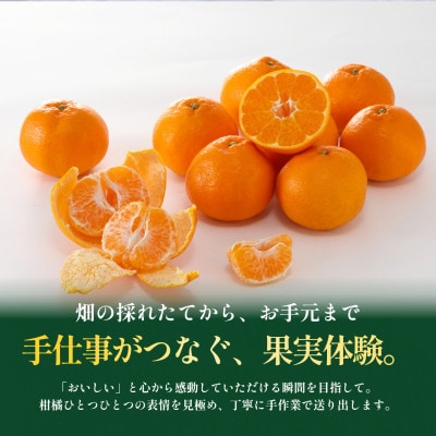 【見た目訳あり、味は本物】訳あり はるみ5kg 愛媛県産 EHIME HARUMI【99-14】