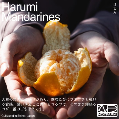 【OUTTAKES】訳あり はるみ10kg 愛媛県産 EHIME HARUMI【99-13】