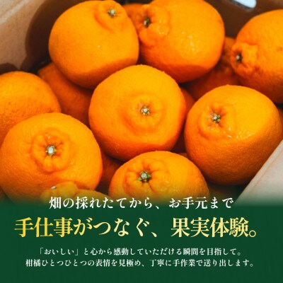 【見た目訳あり、味は本物】訳あり 不知火5kg 愛媛県産 EHIME【99-12】