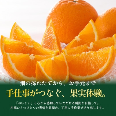 【見た目訳あり、味は本物】訳あり 清見5kg 愛媛県産 EHIME きよみ【99-11】