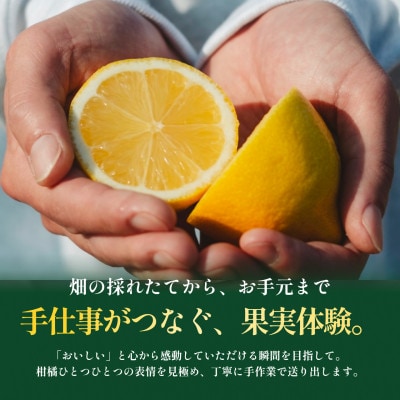 【見た目訳あり、味は本物】訳あり レモン5kg 愛媛県産 YELLOW LEMON【99-8】