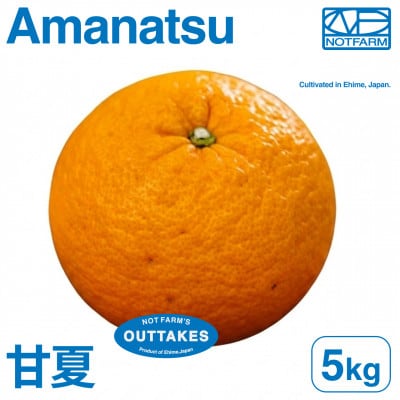 [美味しさそのまま]訳あり甘夏5kg 愛媛県産 EHIME Amanatsu[99-4]