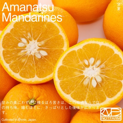 【OUTTAKES】訳あり 甘夏5kg 愛媛県産 EHIME Amanatsu【99-4】