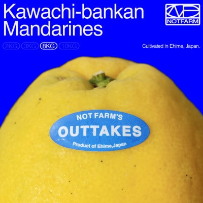 【OUTTAKES】訳あり 河内晩柑8kg 愛媛県産 KAWACHI BANKAN【99-3】