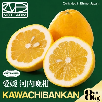 【見た目訳あり、味は本物】訳あり 河内晩柑8kg 愛媛県産 KAWACHI BANKAN【99-3】