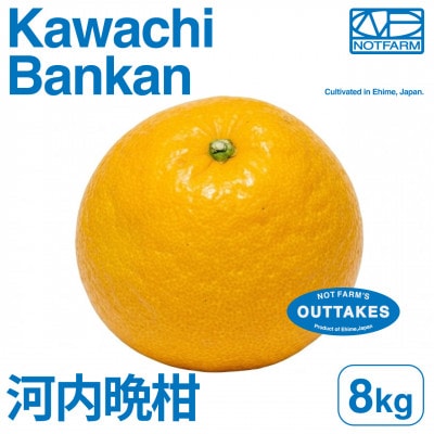 【美味しさそのまま】訳あり河内晩柑8kg 愛媛県産 KAWACHI BANKAN【99-3】
