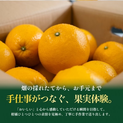 【見た目訳あり、味は本物】訳あり 河内晩柑8kg 愛媛県産 KAWACHI BANKAN【99-3】