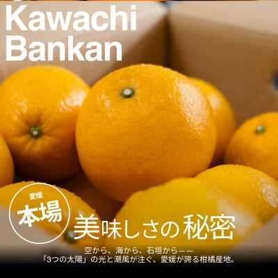 【美味しさそのまま】訳あり河内晩柑8kg 愛媛県産 KAWACHI BANKAN【99-3】