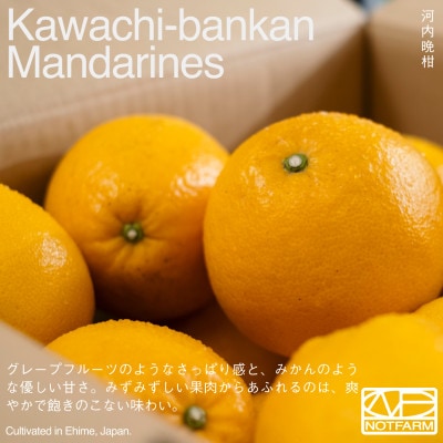 【OUTTAKES】訳あり 河内晩柑8kg 愛媛県産 KAWACHI BANKAN【99-3】