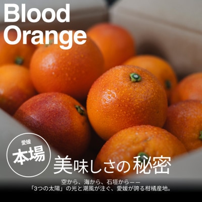 【美味しさそのまま】訳ありブラッドオレンジ5kg 愛媛県産 BLOOD ORANGE【99-2】
