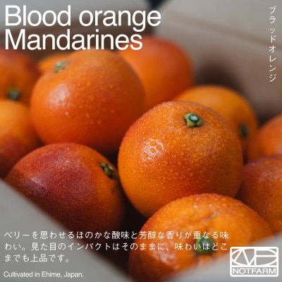 【OUTTAKES】訳あり ブラッドオレンジ5kg 愛媛県産 BLOOD ORANGE【99-2】