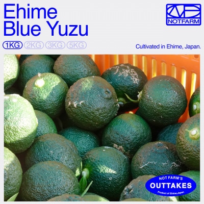 【OUTTAKES】訳あり 青ゆず1kg 愛媛県産 青柚子 BLUE YUZU【99-38】