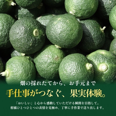 【見た目訳あり、味は本物】訳あり 青ゆず2kg 愛媛県産 青柚子 BLUE YUZU【99-37】