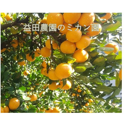 西宇和益田農園直送 愛媛みかん 3.3kg《訳あり》甘さと酸味の濃厚な味【103-1】