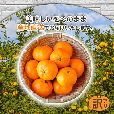 愛媛オリジナルの高級柑橘『甘平』 訳あり 3kgを可愛いいみきゃん箱でお届け!【103-5】