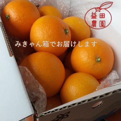 【さとふる限定】ゼリーのような食感「西宇和マドンナ」紅マドンナと同品種 訳あり 3kg【103-6】