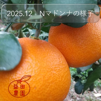 【さとふる限定】ゼリーのような食感「西宇和マドンナ」紅マドンナと同品種 訳あり 3kg【103-6】