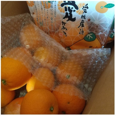西宇和益田農園より直送～「清見オレンジ」爽やかな甘さが魅力!訳あり 5kg【103-4】