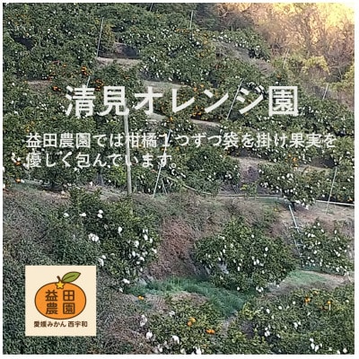 西宇和益田農園より直送～「清見オレンジ」爽やかな甘さが魅力!訳あり 5kg【103-4】