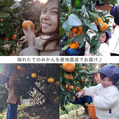 西宇和益田農園より直送～「清見オレンジ」爽やかな甘さが魅力!訳あり 5kg【103-4】