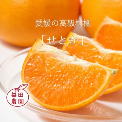 とろける食感・柑橘の大トロ　愛媛の高級柑橘『せとか』農園直送! 訳あり 3.3kg【103-3】