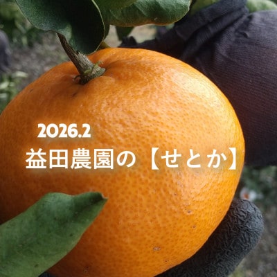 とろける食感・柑橘の大トロ　愛媛の高級柑橘『せとか』農園直送! 訳あり 3.3kg【103-3】