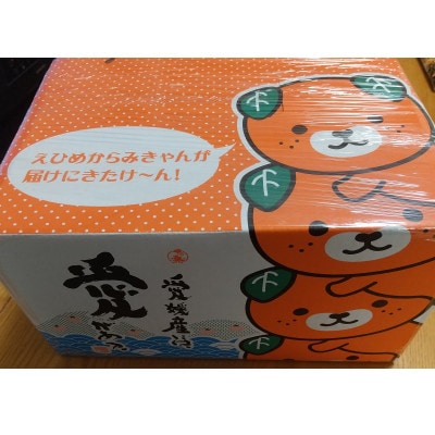 とろける食感・柑橘の大トロ　愛媛の高級柑橘『せとか』農園直送! 訳あり 3.3kg【103-3】