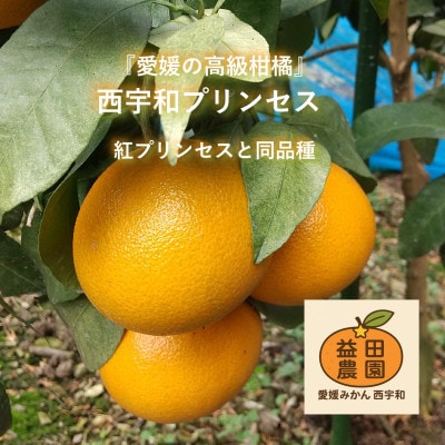 西宇和プリンセス(紅プリンセス、愛果48号と同品種)訳あり3kg【103-7】