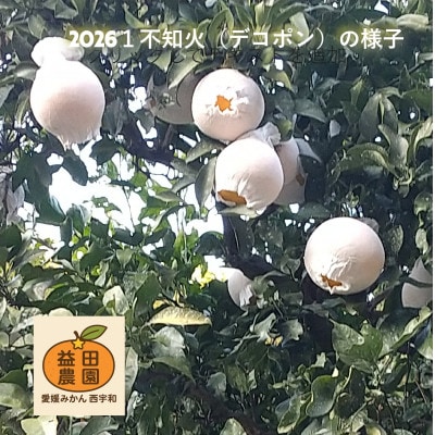 愛媛産しらぬい(デコポンと同品種)農家直送でお届け《訳あり》5kg【103-2】