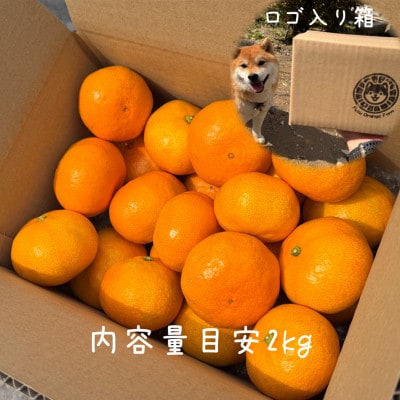 【むいたら最後、止まらない】甘味×酸味が絶妙! 福みかん《2kg》|愛媛・西宇和産【106-1】