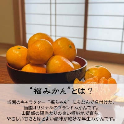 【むいたら最後、止まらない】甘味×酸味が絶妙! 福みかん《5kg》|愛媛・西宇和産【106-2】