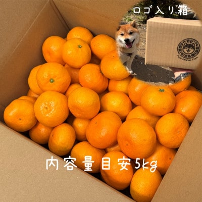【むいたら最後、止まらない】甘味×酸味が絶妙! 福みかん《5kg》|愛媛・西宇和産【106-2】