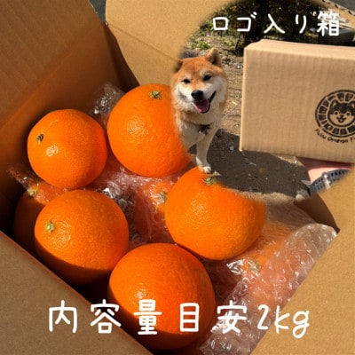 【ぷるん、とろり】完熟ハウス 福まどんな《ご家庭用 2kg》|愛媛・西宇和産【106-3】
