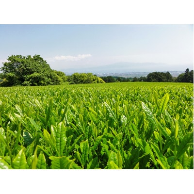 2022年 愛鷹新茶 初香りセット お茶菓子を添えて(みのり・のどか・鶴印・駿河屋ほろりん)