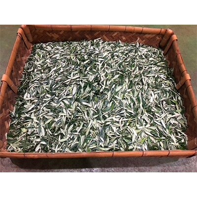 オリーブ葉の塩セット　葉の塩25g×3