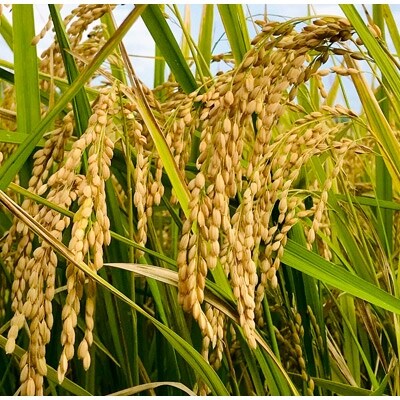 【令和2年産】厳選あしたかの米　きぬむすめ(静岡県沼津産)5kg＜精米＞