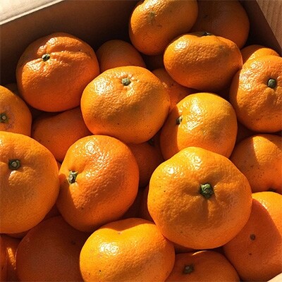 【期間限定】静岡県沼津市西浦産 青島みかん 約10kg 良品　(サイズ不揃い)