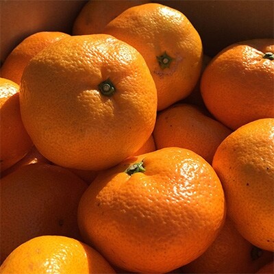 【期間限定】静岡県沼津市西浦産 寿太郎みかん 約5kg 良品(サイズ不揃い)
