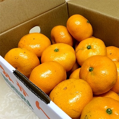【期間限定】静岡県沼津市西浦産 寿太郎みかん 約5kg 良品(サイズ不揃い)