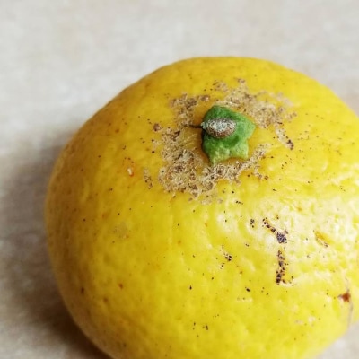 静岡県沼津市 西浦 黄金柑 約2kg(低農薬栽培)