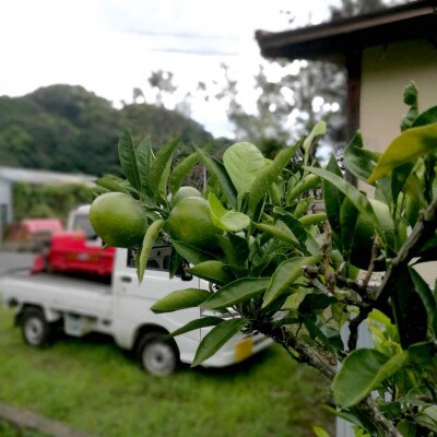 【訳あり】静岡県沼津市西浦産 極早生みかん 約5kg ご家庭用(サイズ不揃い・多少の傷有)