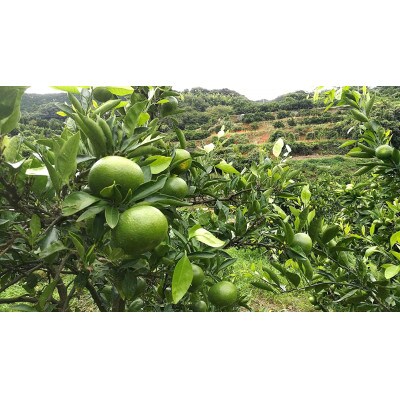 【訳あり】静岡県沼津市西浦産 極早生みかん 約5kg ご家庭用(サイズ不揃い・多少の傷有)