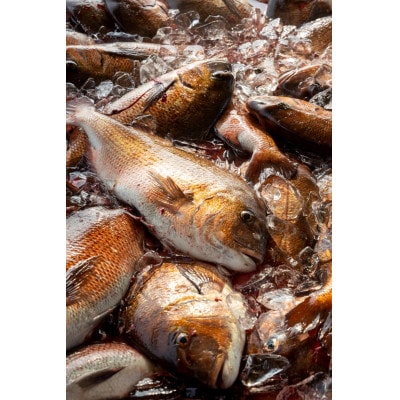 沼津産マダイづくしセット　(鯛ごま茶漬け6、鯛煮付け6、鯛お刺身2・鯛しゃぶ約3人前・鯛みそ80g)