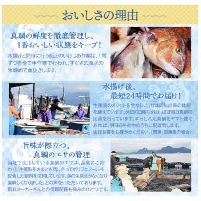 沼津産　マダイのひもの40袋