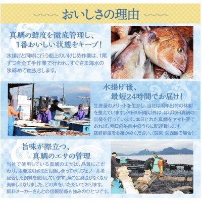 沼津産　マダイのひもの20袋