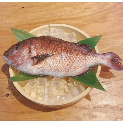 【訳あり】 沼津産マダイの干物8袋