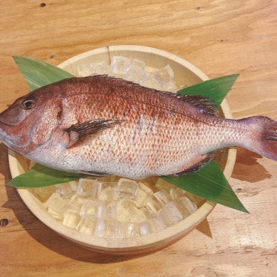沼津産　マダイのひもの50袋