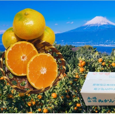 由良みかん (訳ありみかん 4.5キロ箱込) ゆらみかん 10月中旬～11月上旬頃発送 西浦みかん